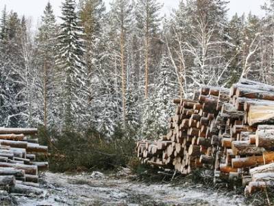 В Башкирии признали законной рубку леса возле Инзерских зубчаток - ufatime.ru - Башкирия - район Белорецкий
