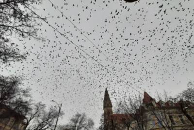 "Осторожно, в центре бомбежка": тысячи птиц заполонили Одессу, невероятные кадры - odessa.politeka.net - Одесса