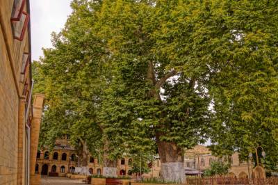Платан из Дербента с вашей помощью может стать «Европейским дeревом года» - ivbg.ru - Дербент