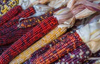 USDA: Украина собрала на 17% меньше ячменя и на 14% — кукурузы - agroportal.ua - США