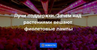 Лучи поддержки. Зачем над растениями вешают фиолетовые лампы - news.mail.ru