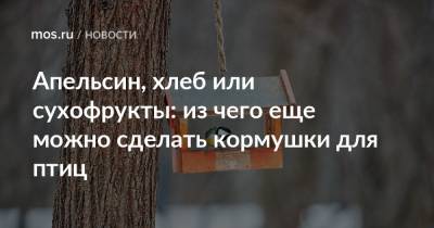 Апельсин, хлеб или сухофрукты: из чего еще можно сделать кормушки для птиц - mos.ru