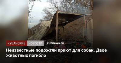 Неизвестные подожгли приют для собак. Двое животных погибли - kubnews.ru - Сочи - Краснодарский край