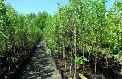 В Украине предлагают упростить регистрацию зарубежных саженцев - agroportal.ua