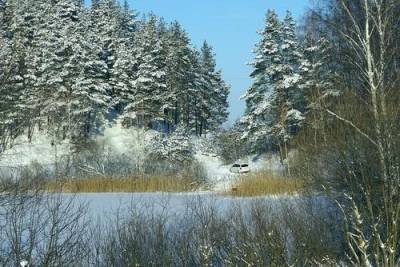 Жителю Нижегородской области грозит до 7 лет лишения свободы за незаконную вырубку деревьев в лесу - argumenti.ru - Нижегородская обл.