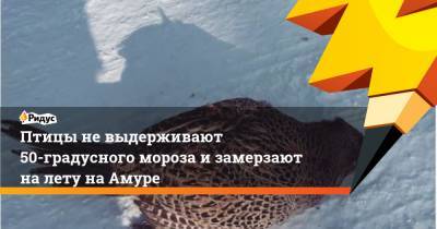 Птицы не выдерживают 50-градусного мороза и замерзают на лету на Амуре - ridus.ru - Амурская обл.