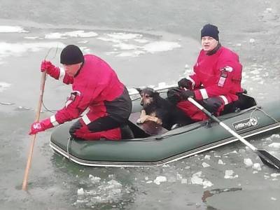 В Мариуполе спасли оказавшихся на льдине собак, спасательная операция длилась девять часов - gordonua.com - Мариуполь