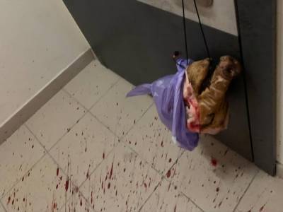 Отрезанная голова свиньи и залитый кровью подъезд. Агентство по розыску коррупционных активов заявило об угрозах сотрудникам - gordonua.com