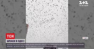Одессу заполонили скворцы: орнитологи назвали причины нашествия - tsn.ua - Одесса
