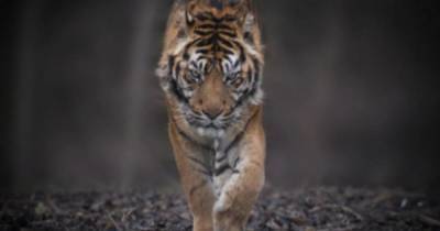 Тигр загрыз сотрудника зоопарка на Украине - ren.tv - Украина - Черниговская обл. - Кишинев