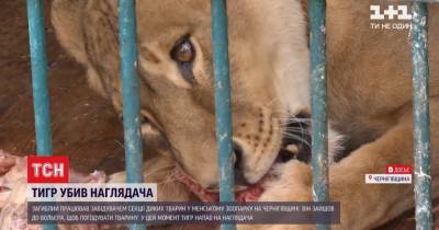 В Черниговской области тигр убил работника зоопарка: детали трагедии - tsn.ua - Черниговская обл. - Львовская обл.