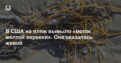 В США на пляж вымыло «моток желтой веревки». Она оказалась живой - news.tut.by - США - Техас