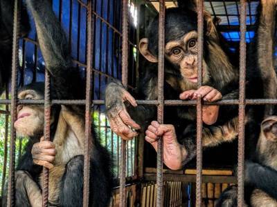 Выявлен виновник таинственной болезни шимпанзе - polit.ru - США - Англия - Испания - Сьерра Леоне