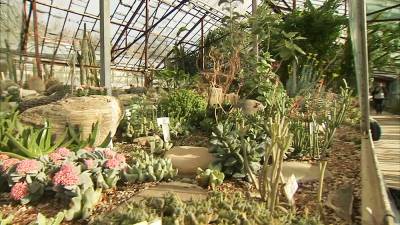 Самуил Маршак - Весна среди зимы: Ботанический сад в Крыму встречает гостей жасмином и орхидеями - tvc.ru - Крым