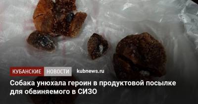 Уфсин - Собака унюхала героин в продуктовой посылке для обвиняемого в СИЗО - kubnews.ru