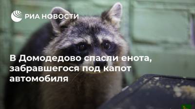 В Домодедово спасли енота, забравшегося под капот автомобиля - ria.ru - Москва - Домодедово