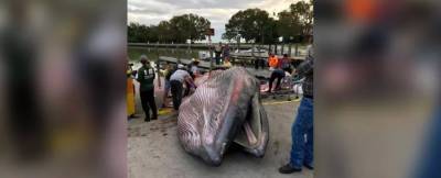 На берег Флориды выкинуло тушу кита неизвестного вида - news.bigmir.net - шт.Флорида