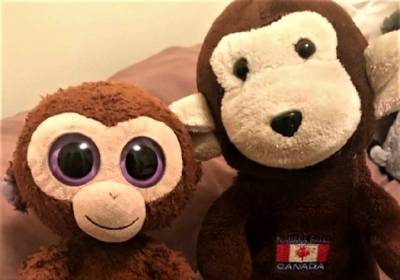 5000 долларов за обезьянок: американец заплатит вознаграждение за возвращение украденных игрушек - 24tv.ua