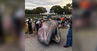 В Мексиканском заливе найден новый вид китов, и они уже под угрозой вымирания - focus.ua - шт.Флорида
