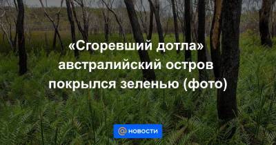 «Сгоревший дотла» австралийский остров покрылся зеленью (фото) - news.mail.ru - Австралия