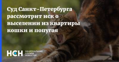 Суд Санкт-Петербурга рассмотрит иск о выселении из квартиры кошки и попугая - nsn.fm - Санкт-Петербург