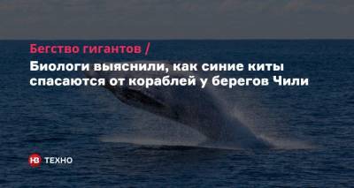 Бегство гигантов. Биологи выяснили, как синие киты спасаются от кораблей у берегов Чили - nv.ua - США - Австралия - Аргентина - Чили