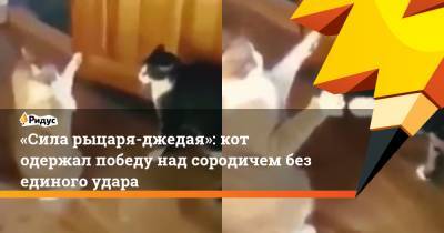 «Сила рыцаря-джедая»: кот одержал победу над сородичем без единого удара - ridus.ru