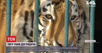 Убитый тигром работник дружил с хищником более трех лет: теперь решается судьба животного - tsn.ua - Черниговская обл.