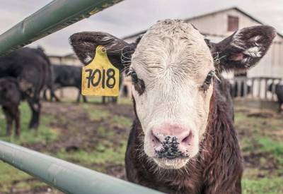 Эксперты рассказали, как производители экологических продуктов обманывают покупателей - actualnews.org