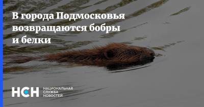 Андрей Разин - В города Подмосковья возвращаются бобры и белки - nsn.fm - Москва - Московская обл.