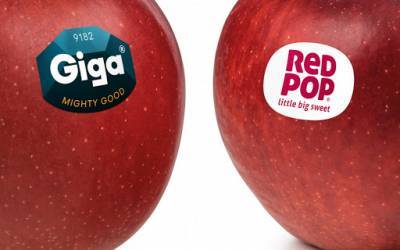 Итальянская компания разработала яблоки будущего — для широкой аудитории - agroportal.ua - Бельгия - Италия