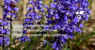 Истод обыкновенный — лекарственное растение, которое украсит ваш цветник - skuke.net