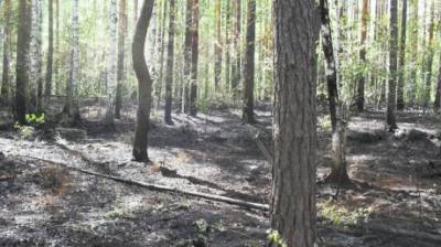 Пензенскую область признали лучшей по скорости тушения лесных пожаров - penzainform.ru - Пензенская обл.