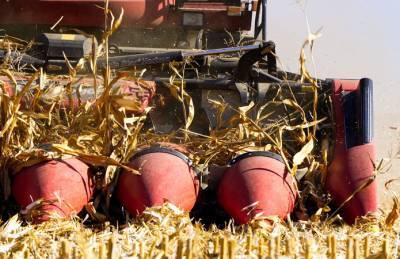 Аграрии Ивано-Франковщины переходят на выращивание кукурузы - agroportal.ua - Ивано-Франковск