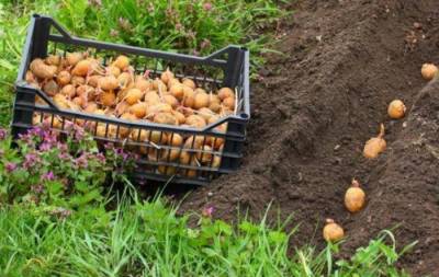 Как получить хороший урожай картофеля, используя проверенные способы его посадки - pravda-tv.ru - Белоруссия - Голландия