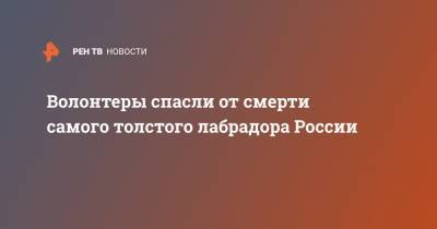 Волонтеры спасли от смерти самого толстого лабрадора России - ren.tv - Челябинск