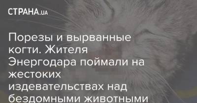 Порезы и вырванные когти. Жителя Энергодара поймали на жестоких издевательствах над бездомными животными - strana.ua - Энергодар