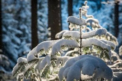 Морозы не отпустят Смоленскую область 7 февраля - mk-smolensk.ru - Смоленск - Смоленская обл.