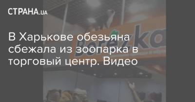 В Харькове обезьяна сбежала из зоопарка в торговый центр. Видео - strana.ua - Харьков - Таиланд