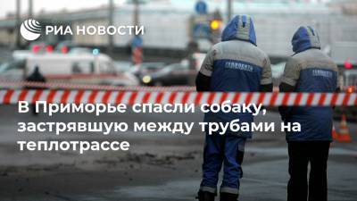 В Приморье спасли собаку, застрявшую между трубами на теплотрассе - ria.ru - Приморье край - Владивосток