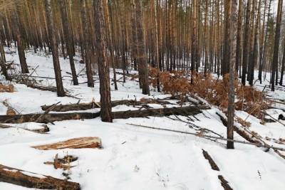 Андрей Кефер - Забайкалье получит 330 млн р. на сохранение лесов - в 2 раза больше, чем в 2020 году - chita.ru - Забайкальский край