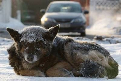 В Иванове на вылов бродячих собак израсходуют более четырех миллионов рублей - mkivanovo.ru - Ивановская обл.