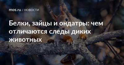 Белки, зайцы и ондатры: чем отличаются следы диких животных - mos.ru