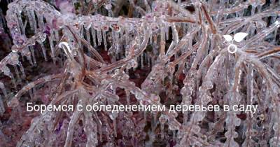 Боремся с обледенением деревьев в саду - skuke.net