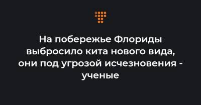 На побережье Флориды выбросило кита нового вида, они под угрозой исчезновения — ученые - hromadske.ua - шт.Флорида