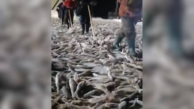 На Сахалине народным способом замораживают навагу. - riafan.ru