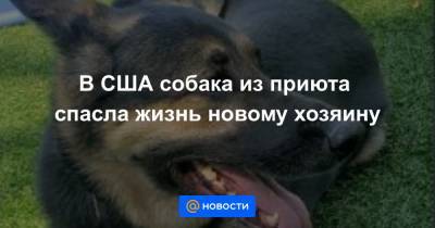 В США собака из приюта спасла жизнь новому хозяину - news.mail.ru - США - шт.Нью-Джерси