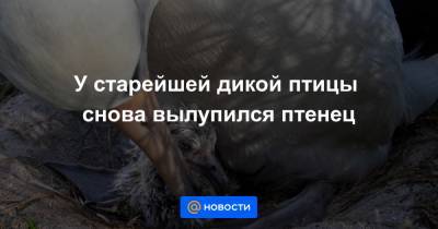 У старейшей дикой птицы снова вылупился птенец - news.mail.ru - США