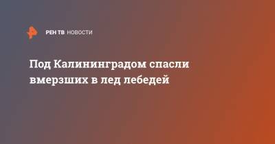 Под Калининградом спасли вмерзших в лед лебедей - ren.tv - Калининград - Калининградская обл.