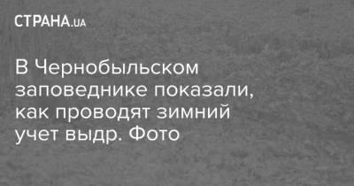 В Чернобыльском заповеднике показали, как проводят зимний учет выдр. Фото - strana.ua